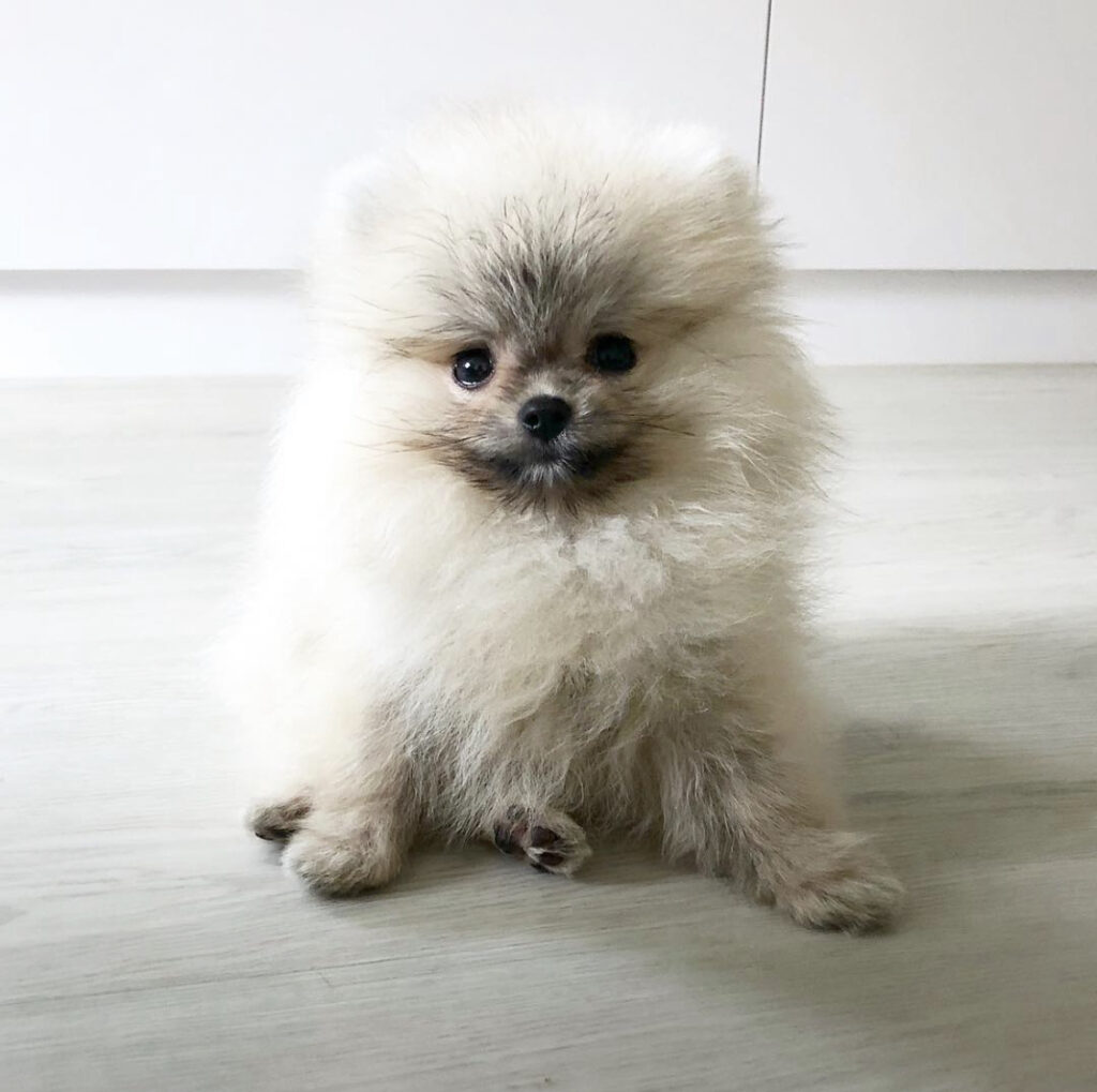 pomeranian valp till salu