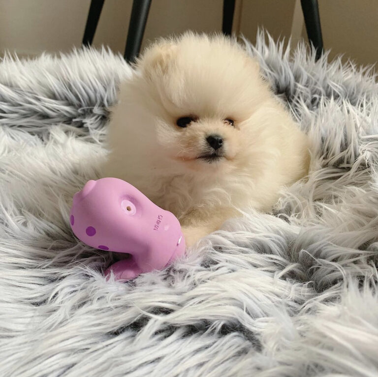 pomeranian valp till salu