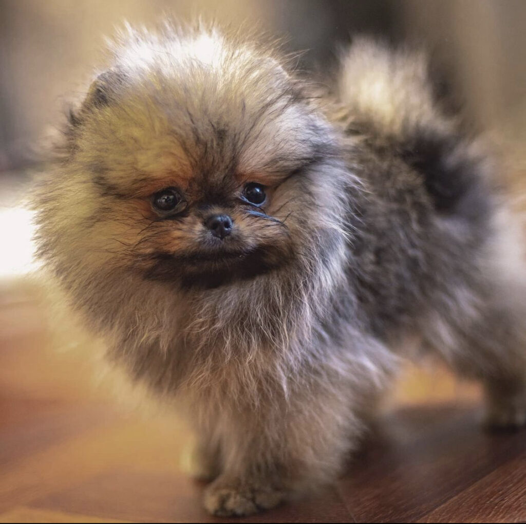 pomeranian valp