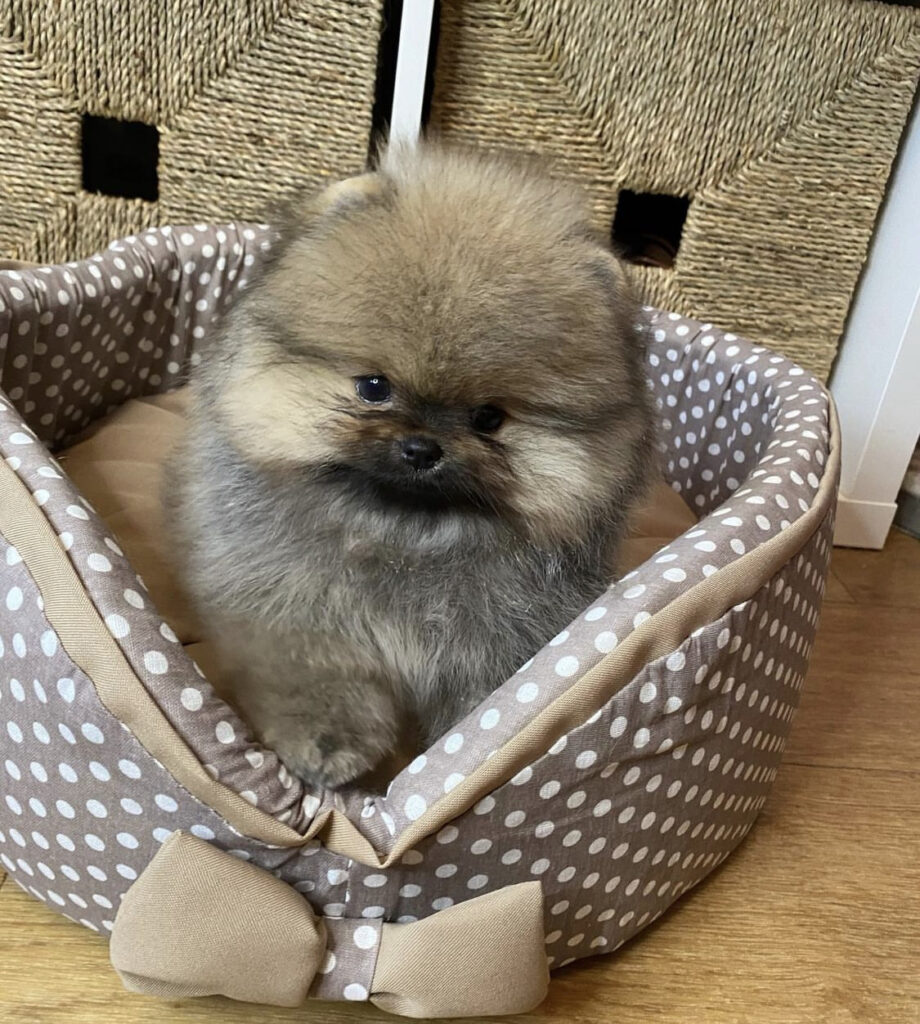 pomeranian valp