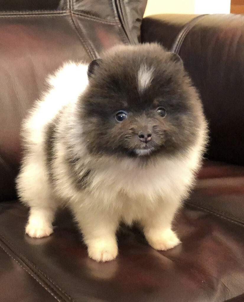 pomeranian valp till salu