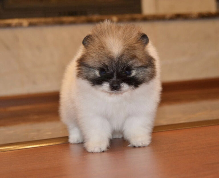 pomeranian