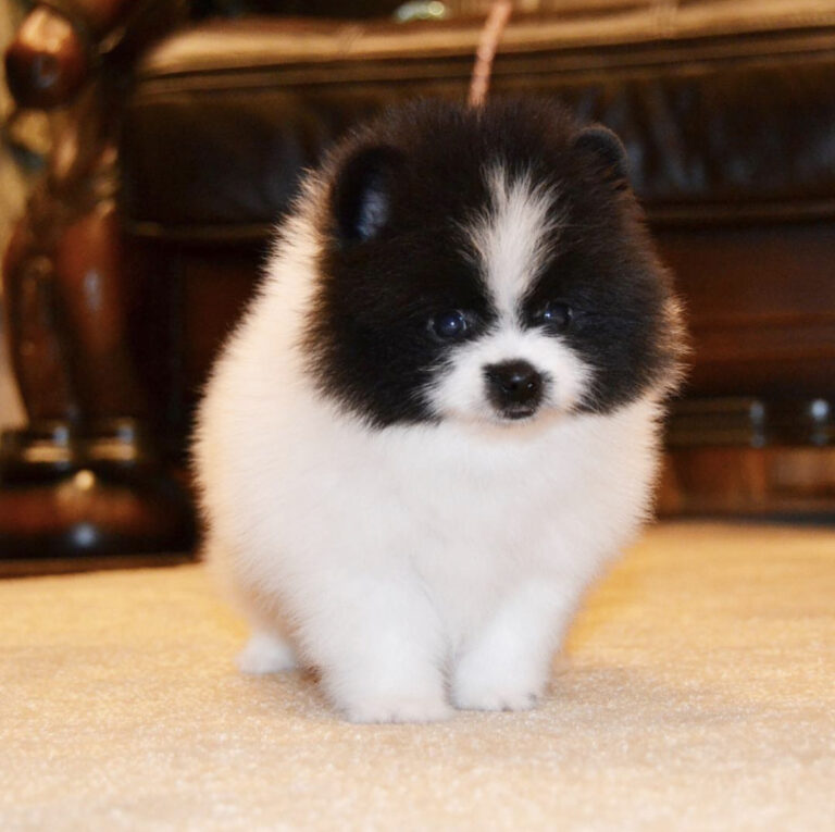 pomeranian
