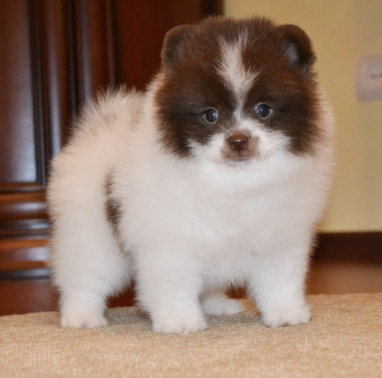 Mini pomeranian valper