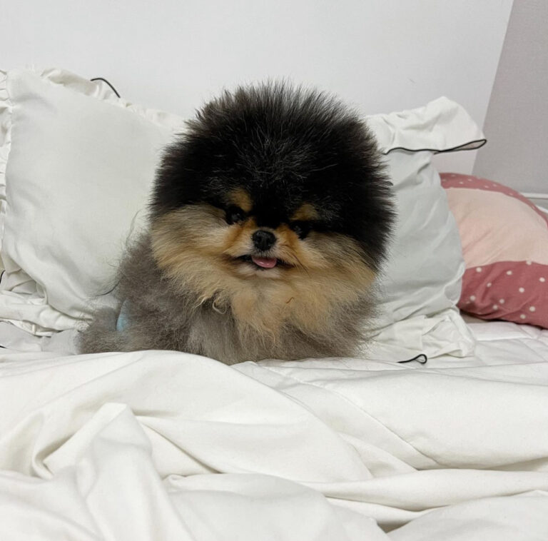 Mini pomeranian valper